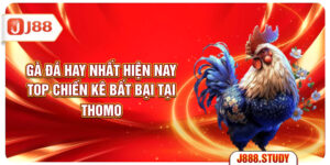 ga-da-hay-nhat-hien-nay-top-chien-ke-bat-bai-tai-thomo